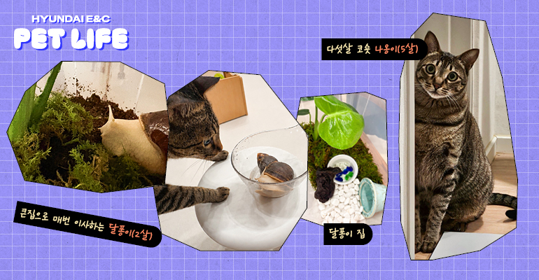 큰집으로 매번 이사하는 달퐁이(2살) 달퐁이 집 다섯살 코숏 나옹이(5살)